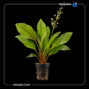 قیمت و خرید گیاه آکواریمی اچینودوروس اسچلوتری