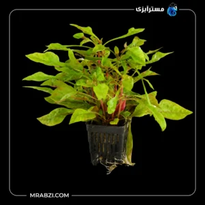 قیمت و خرید گیاه آکواریومی آلترناترا بتزیکیانا رد