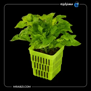 قیمت و خرید گیاه آکواریومی آلترنانترا بتزیکیانا گرین