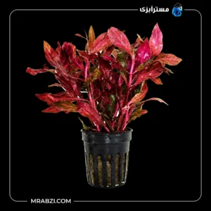 قیمت و خرید گیاه آکواریومی آلترناترا دو رنگ سوپر رد