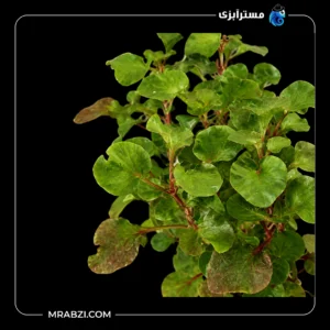 قیمت و خرید گیاه آکواریومی آلترناترا دو رنگ