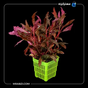 قیمت و خرید گیاه آکواریمی آلترناترا رز