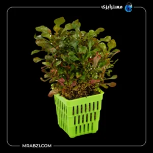 قیمت و خرید گیاه آکواریومی آلترناترا چند رنگ