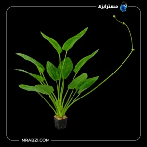 قیمت و خرید گیاه آکواریومی اچینودروس سوپر