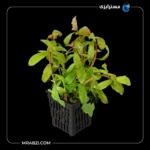 قیمت و خرید گیاه آکواریومی آمانیا گراسیلیس