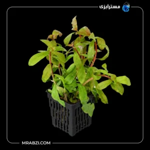 قیمت و خرید گیاه آکواریومی آمانیا گراسیلیس
