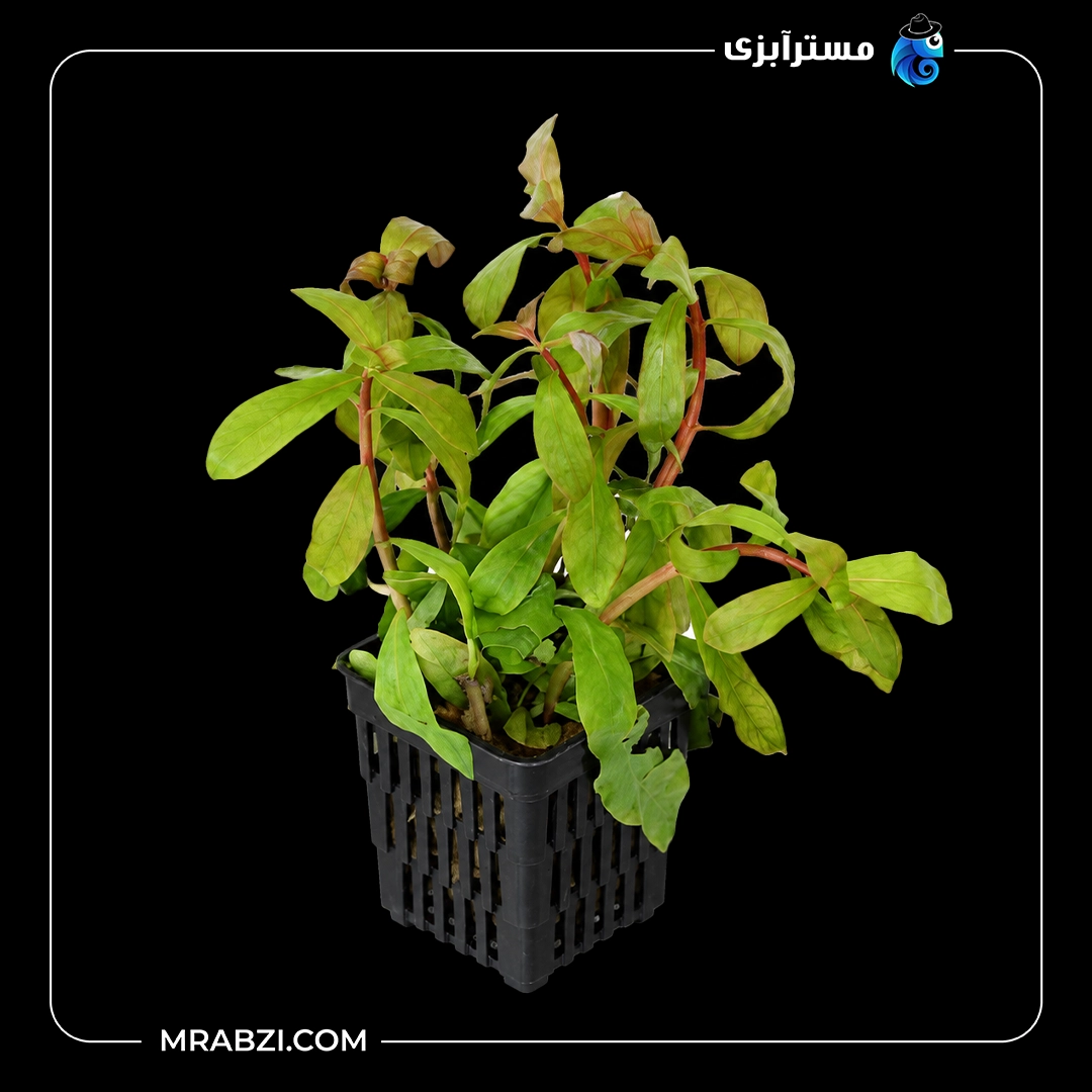 گیاه آکواریومی آمانیا گراسیلیس قیمت و خرید گیاه آکواریومی آمانیا گراسیلیس