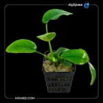 قیمت و خرید گیاه آکواریومی آنوبیاس بارتری وار پیکوک (سایز 2XL)