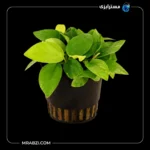 قیمت و خرید گیاه آکواریومی آنوبیاس اسپیشز گلدن (طلایی)