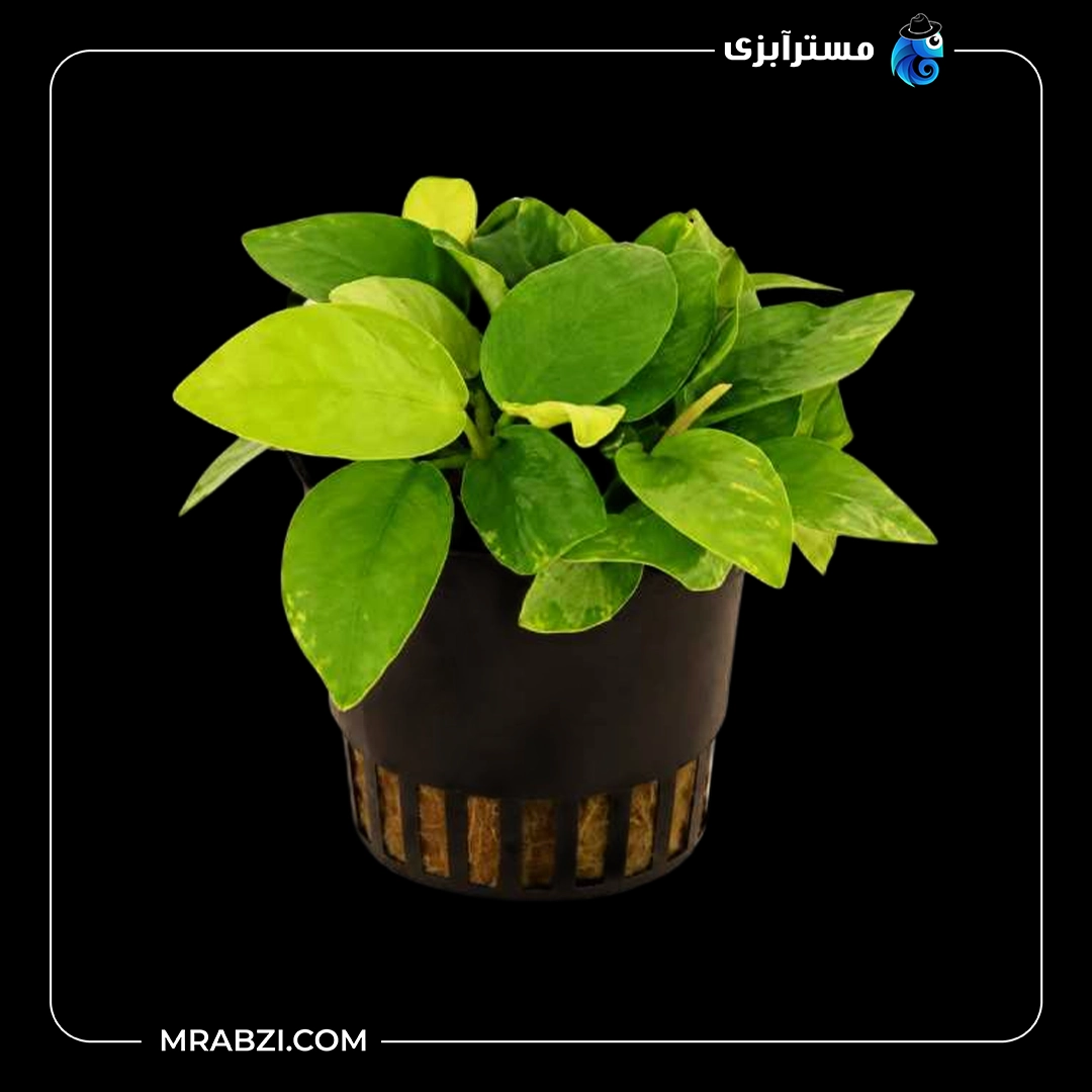 گیاه آکواریومی آنوبیاس اسپیشز گلدن (طلایی) قیمت و خرید گیاه آکواریومی آنوبیاس اسپیشز گلدن (طلایی)