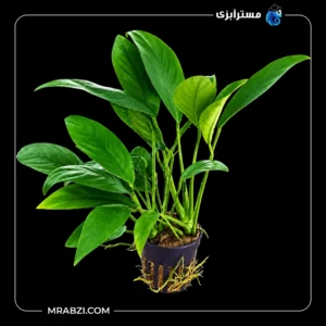 قیمت و خرید گیاه آکواریومی آنوبیاس آنگوستیفولیا