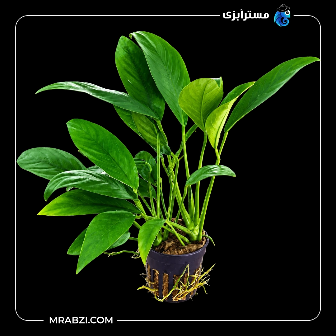 گیاه آکواریومی آنوبیاس آنگوستیفولیا قیمت و خرید گیاه آکواریومی آنوبیاس آنگوستیفولیا