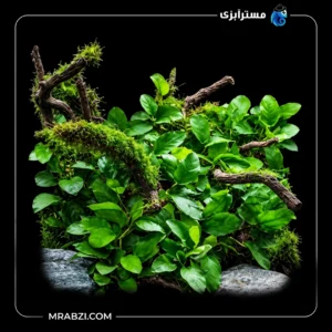 قیمت و خرید گیاه آکواریومی آنوبیاس بارتر وار نانا ژاپن