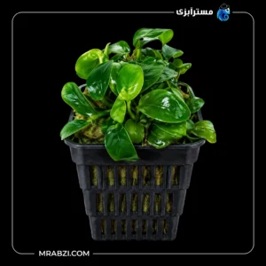 قیمت و خرید گیاه آکواریومی آنوبیاس بارتر وار نانا ژاپن