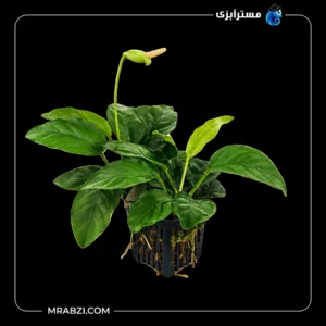 قیمت و خرید گیاه آکواریومی آنوبیاس بارتری وار بارتری براود لیف