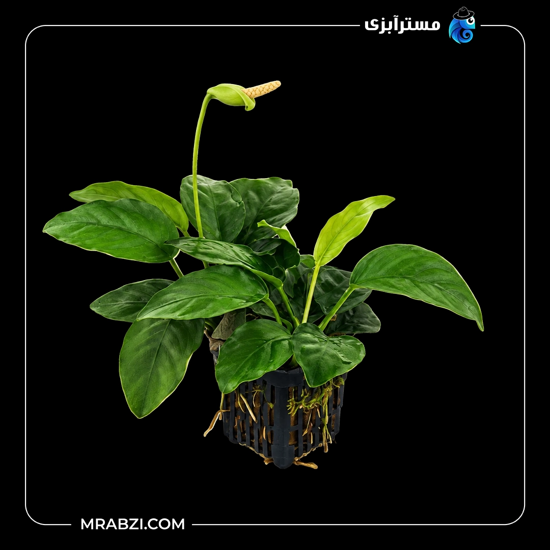 گیاه آکواریومی آنوبیاس بارتری وار بارتری براود لیف قیمت و خرید گیاه آکواریومی آنوبیاس بارتری وار بارتری براود لیف
