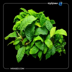 قیمت و خرید گیاه آکواریومی آنوبیاس بارتری وار بارتری براود لیف