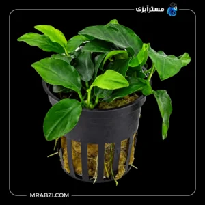 قیمت و خرید گیاه آکواریومی آنوبیاس بارتری دانمارک