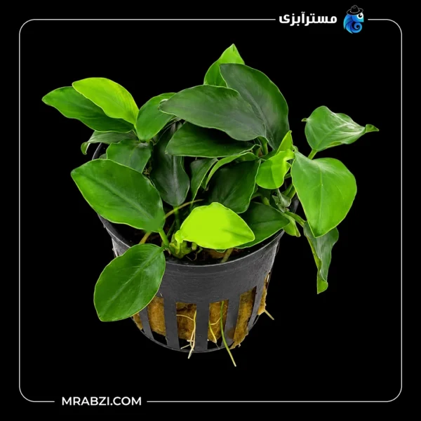 قیمت و خرید گیاه آکواریومی آنوبیاس بارتری دانمارک