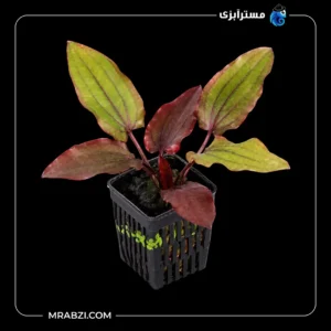 قیمت و خرید گیاه آکواریومی اچینودوروس اسمال بیر