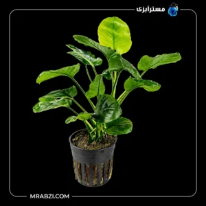 قیمت و خرید گیاه آکواریومی آنوبیاس بارتری روند (گلدن کوین)