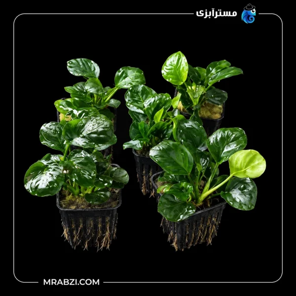 قیمت و خرید گیاه آکواریومی آنوبیاس بارتری روند (گلدن کوین)