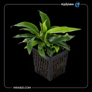 قیمت و خرید گیاه آکواریومی آنوبیاس بارتری وارگلابرا اسمال لیف