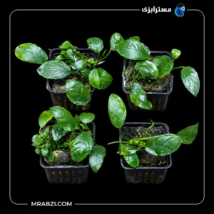 قیمت و خرید گیاه آکواریومی آنوبیاس نانا پکسینگ