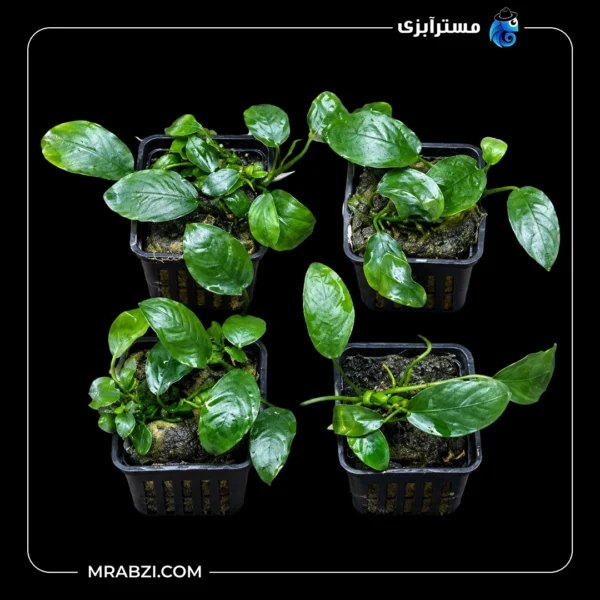 قیمت و خرید گیاه آکواریومی آنوبیاس نانا پکسینگ