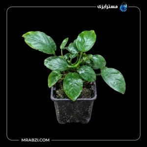 قیمت و خرید گیاه آکواریومی آنوبیاس نانا پکسینگ