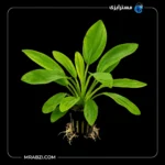 قیمت و خرید گیاه آکواریومی اچینودوروس اوروگوانسیس