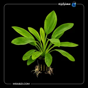قیمت و خرید گیاه آکواریومی اچینودوروس اوروگوانسیس