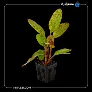 قیمت و خرید گیاه آکواریومی اچینودوروس اوزلوت رد
