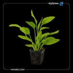 قیمت و خرید گیاه آکواریومی اچینودوروس اوزلوت گرین